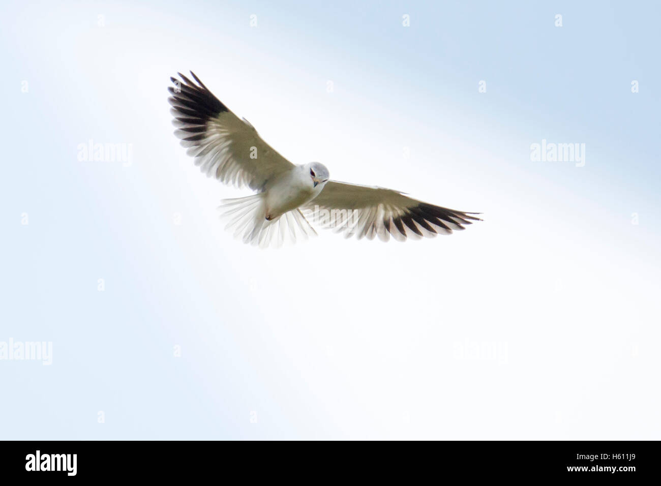 BlackShouldered Kite, Elanus caeruleus or Black Winged Kite, hunting