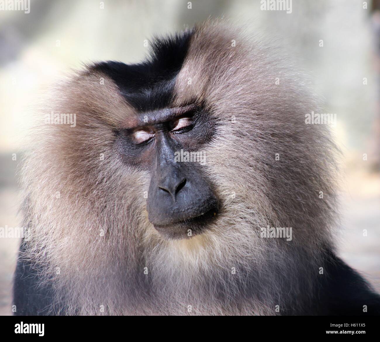LionTailed Macaque Monkey Stock Photo Alamy