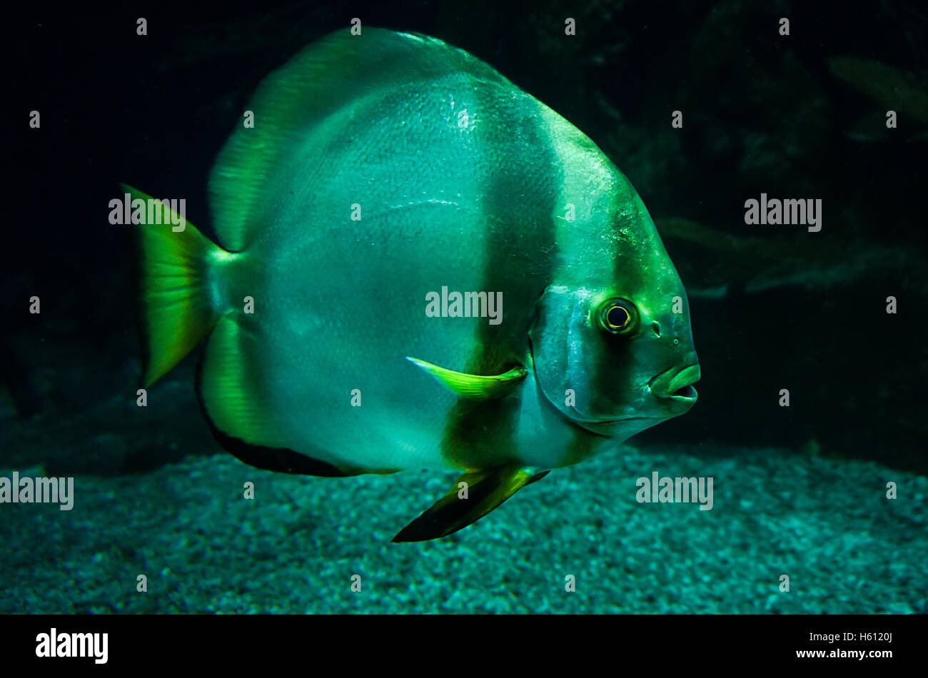 Beautiful fish swimming in the water Stock Photo