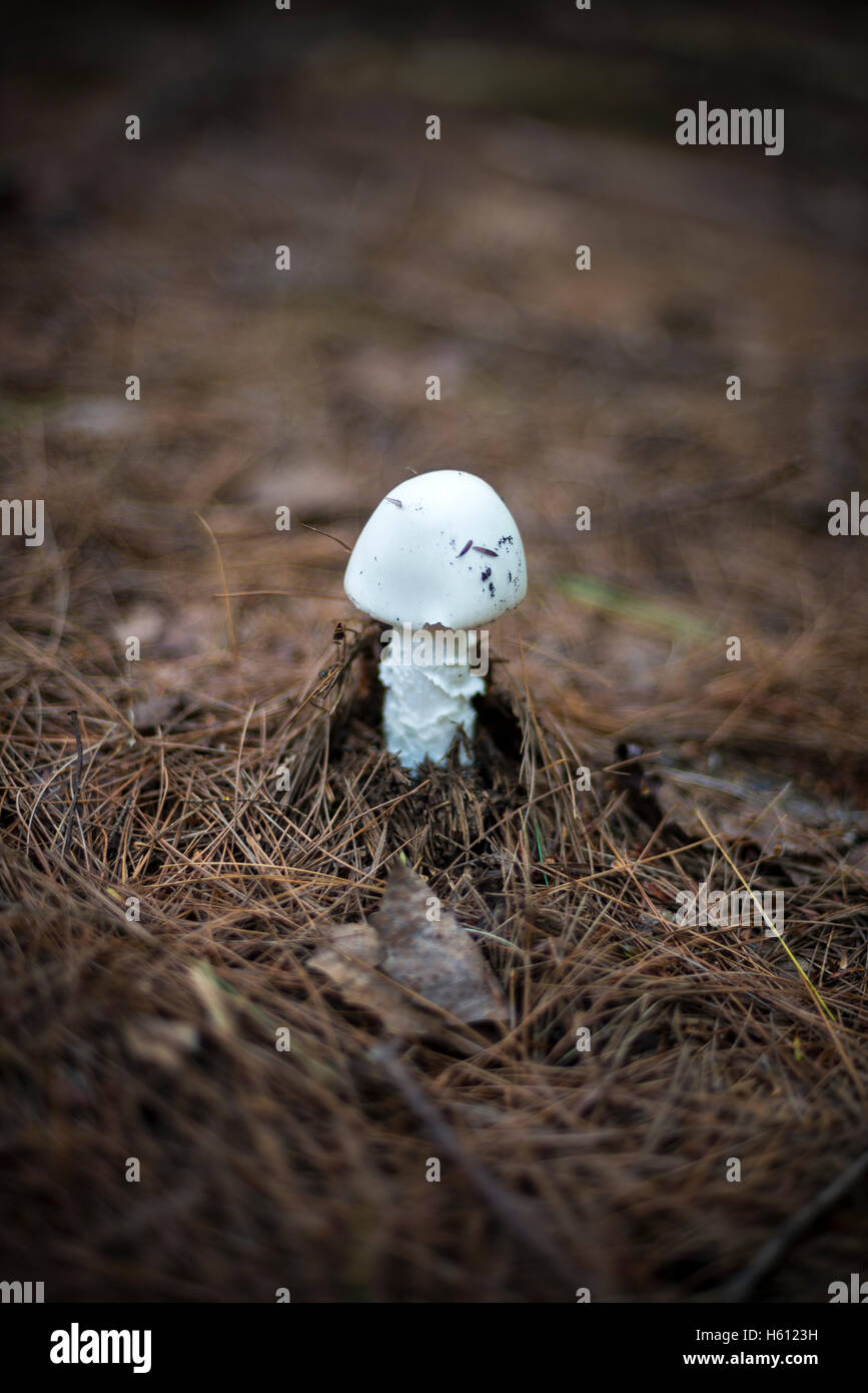 White, poisonous Amanita Bisporigora mushroom found in the forest in Gatineau,  Quebec, Canada Stock Photo