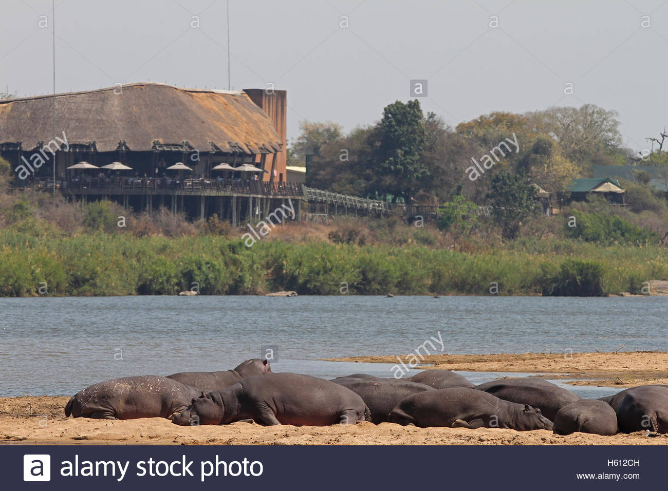 Lower sabie rest camp kruger national park south africa hippos stock