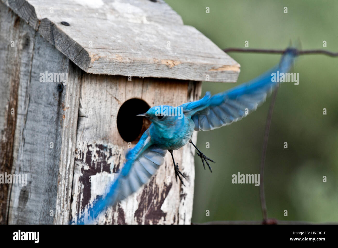 Male mountain bluebird (Sialia currucoides) flying out of nest box, Elmore County, Idaho Stock Photo