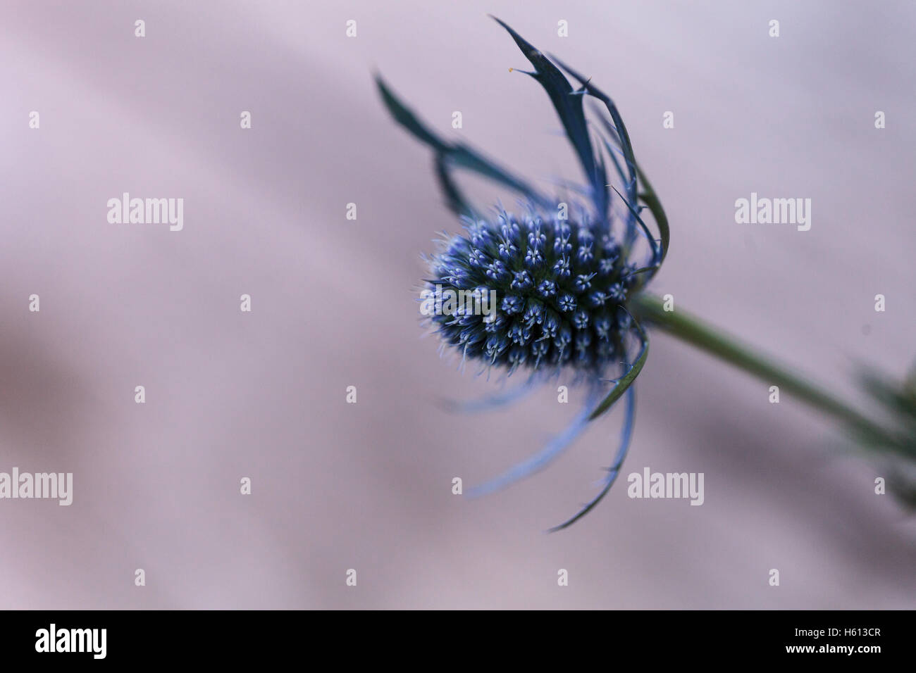 Macro of a single blue thistle Eryngium flower with the prickly detail of its purple tinted head visible. Stock Photo