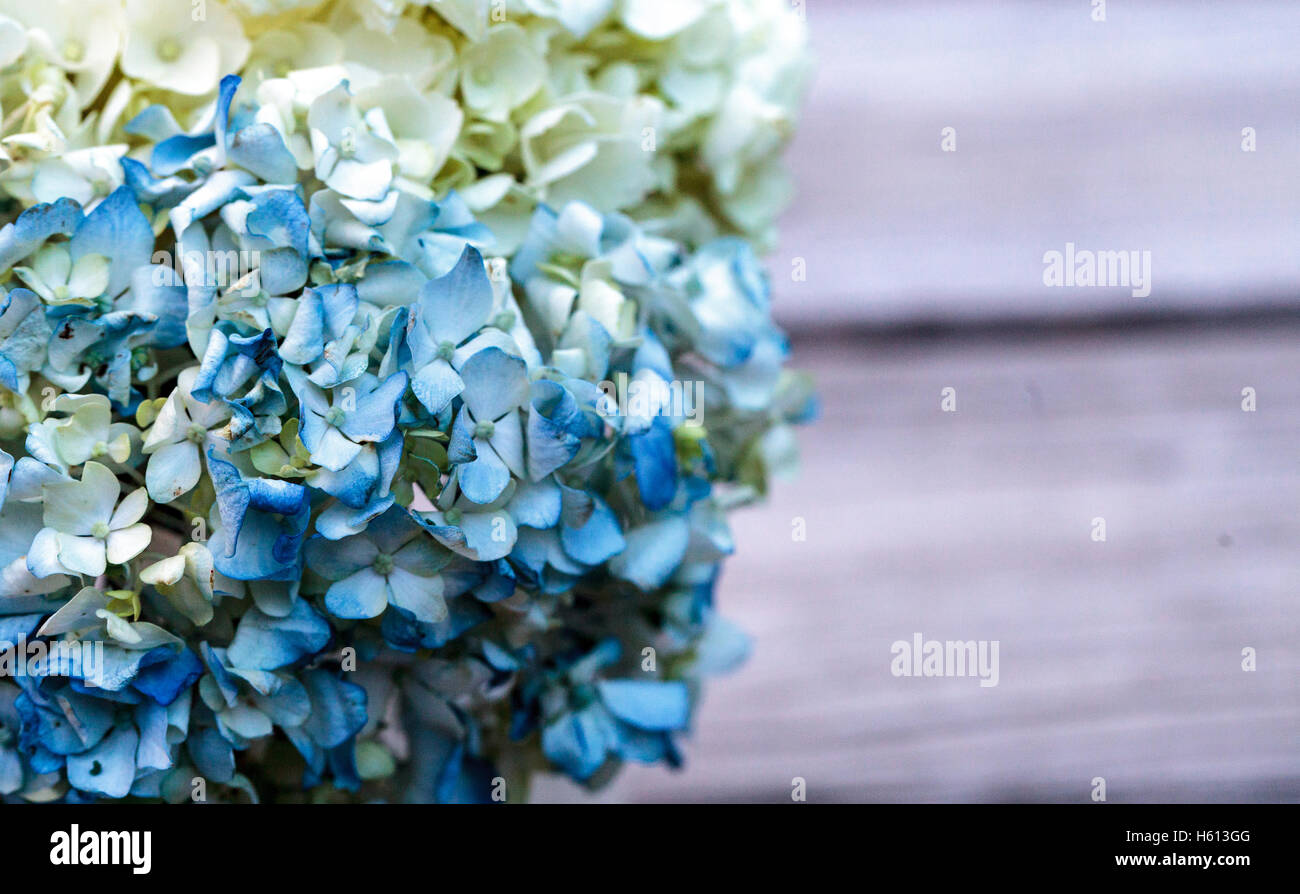 White and blue Hydrangea flowers in a glass vase on a rustic wood farm
