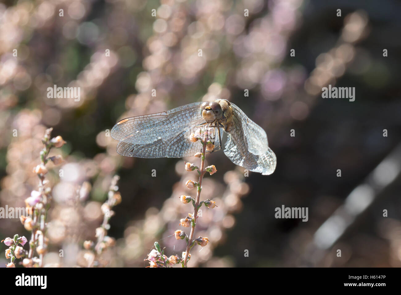 Common Darter Dragonfly soaking up the morning sun Stock Photo