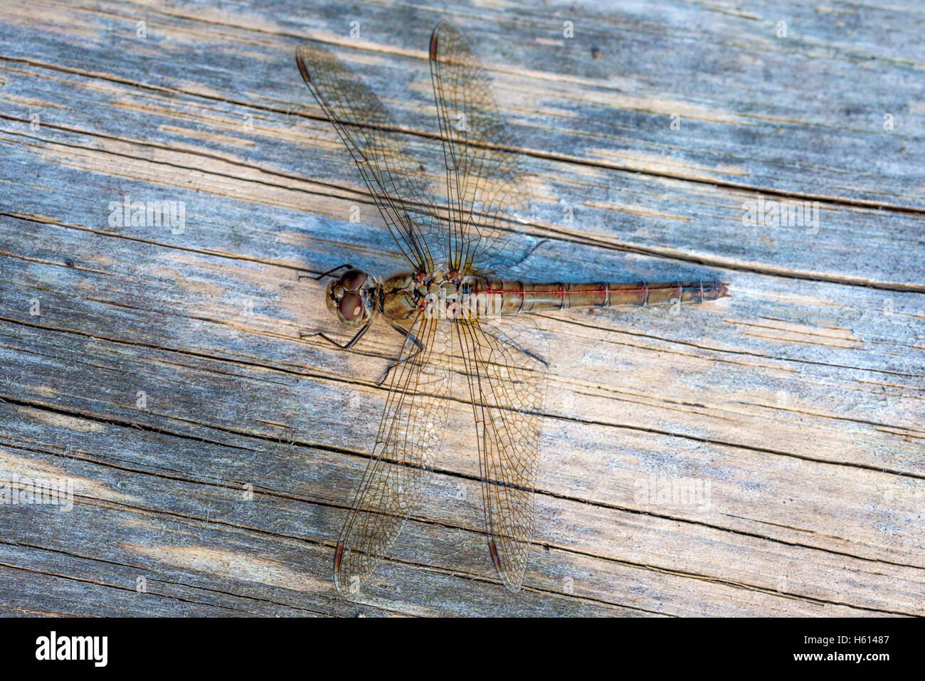 Female Common Darter Dragonfly soaking up the morning sun Stock Photo