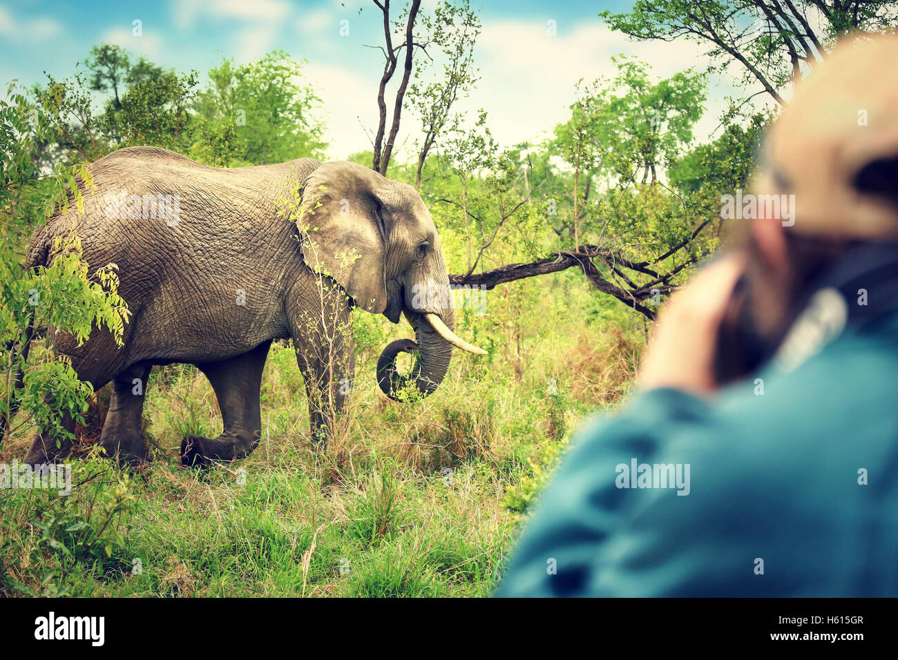 Photographer taking pictures of an African elephants, wild animal, safari game drive, Eco travel and tourism Stock Photo
