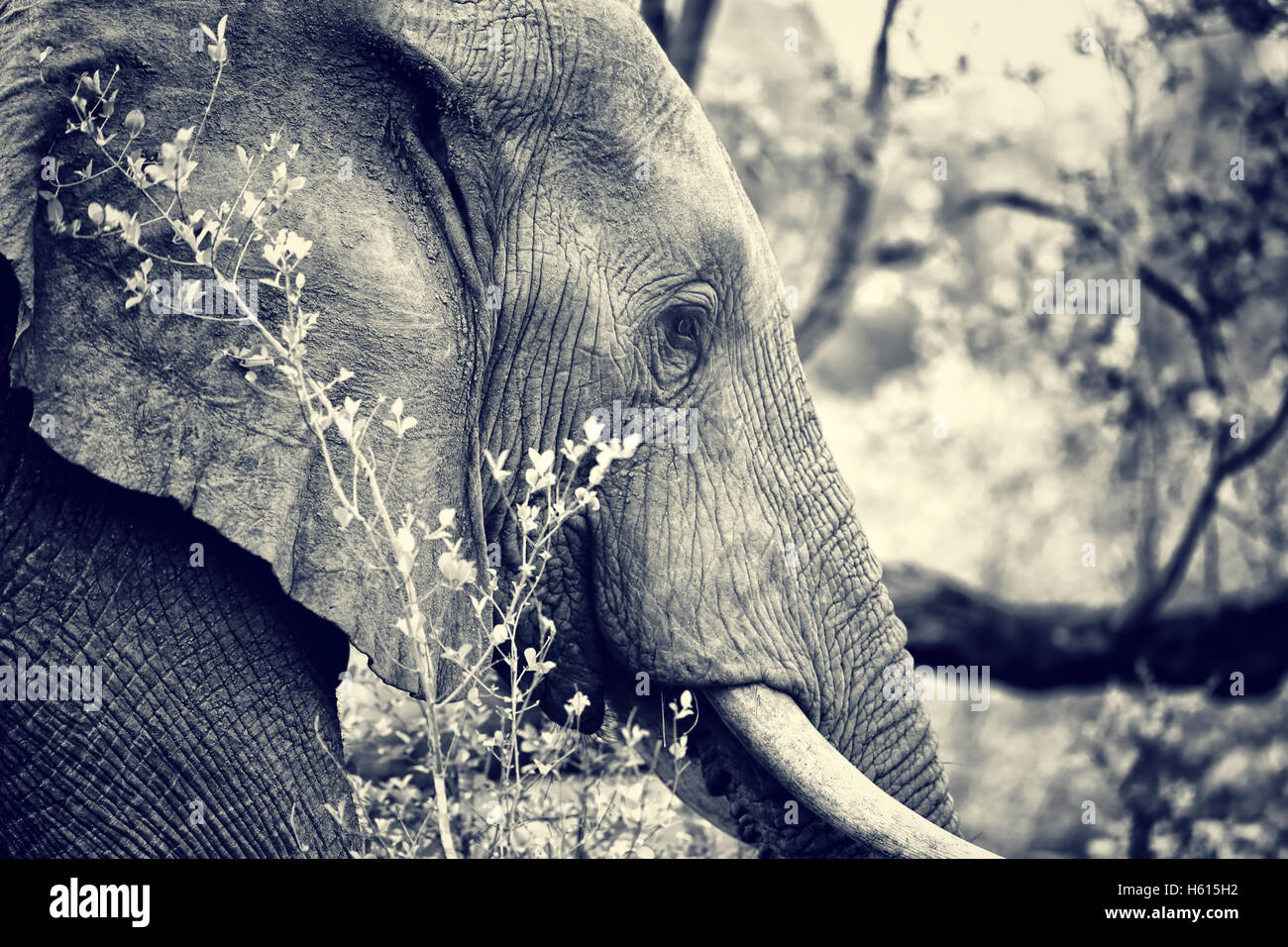 Side view portrait of big beautiful elephant outdoors, black and white photo of the wild animal, safari game drive Stock Photo