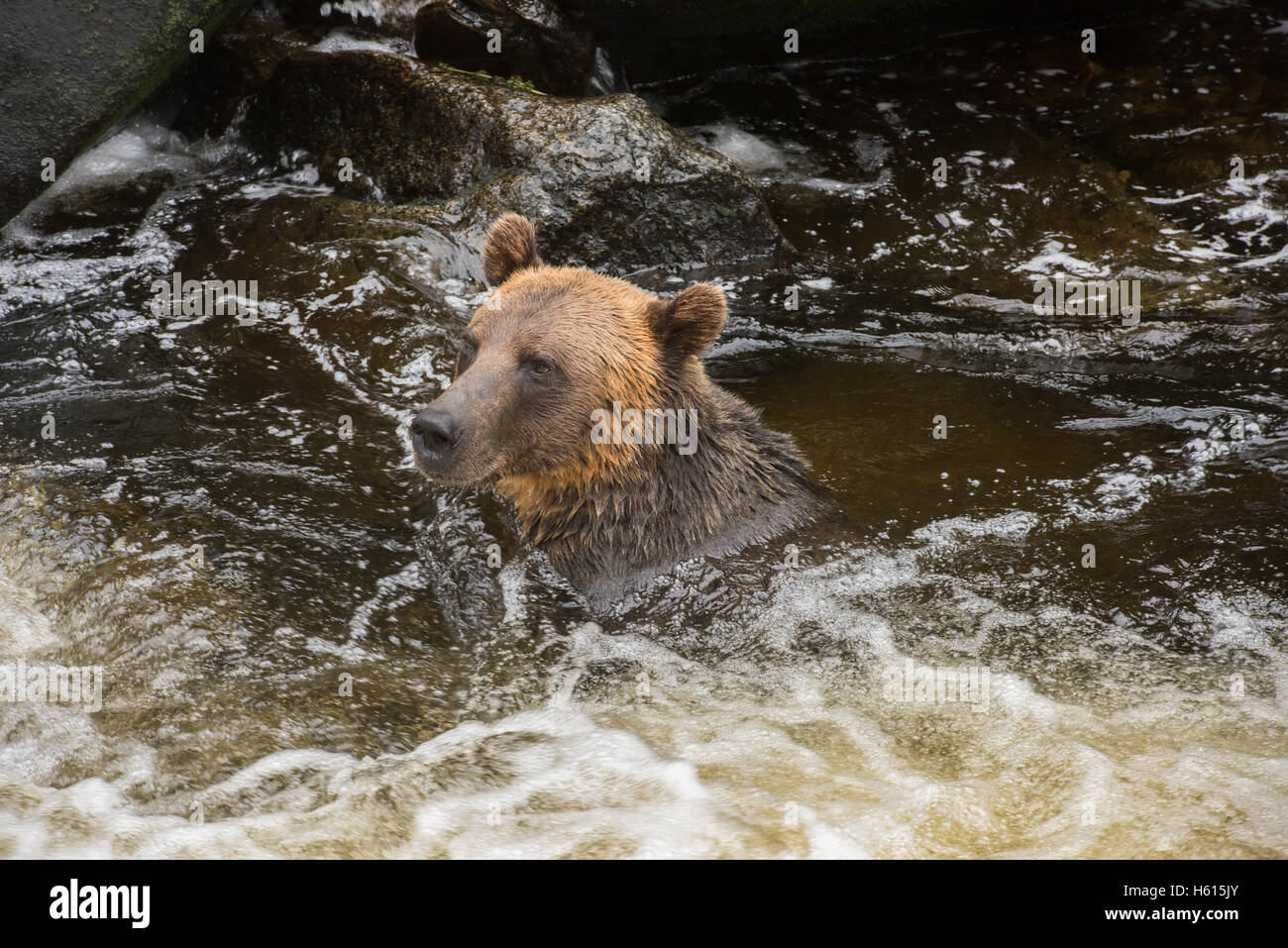 Brown bear swimming in creek Stock Photo Alamy