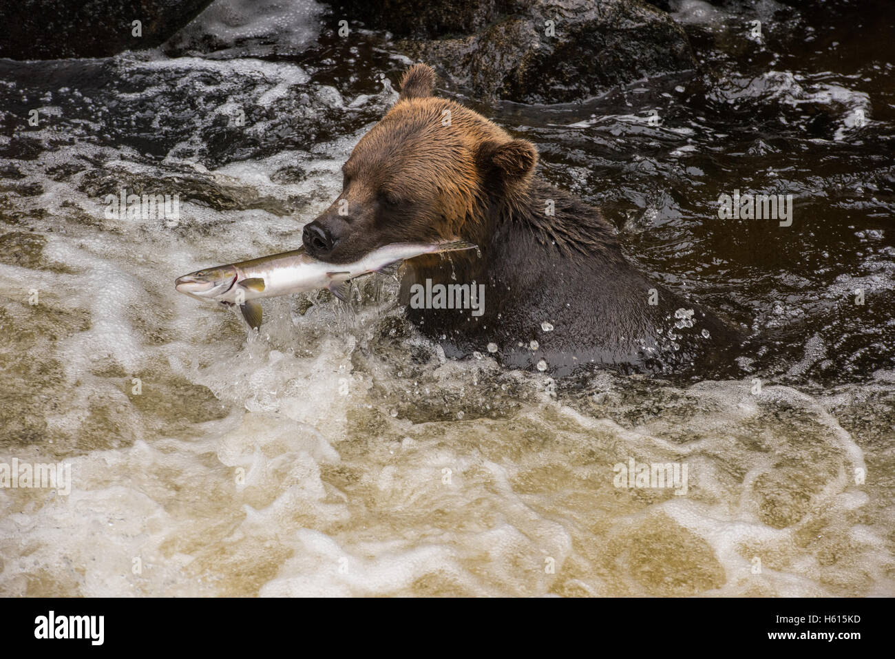 Grizzly bear catching fish hi-res stock photography and images - Alamy
