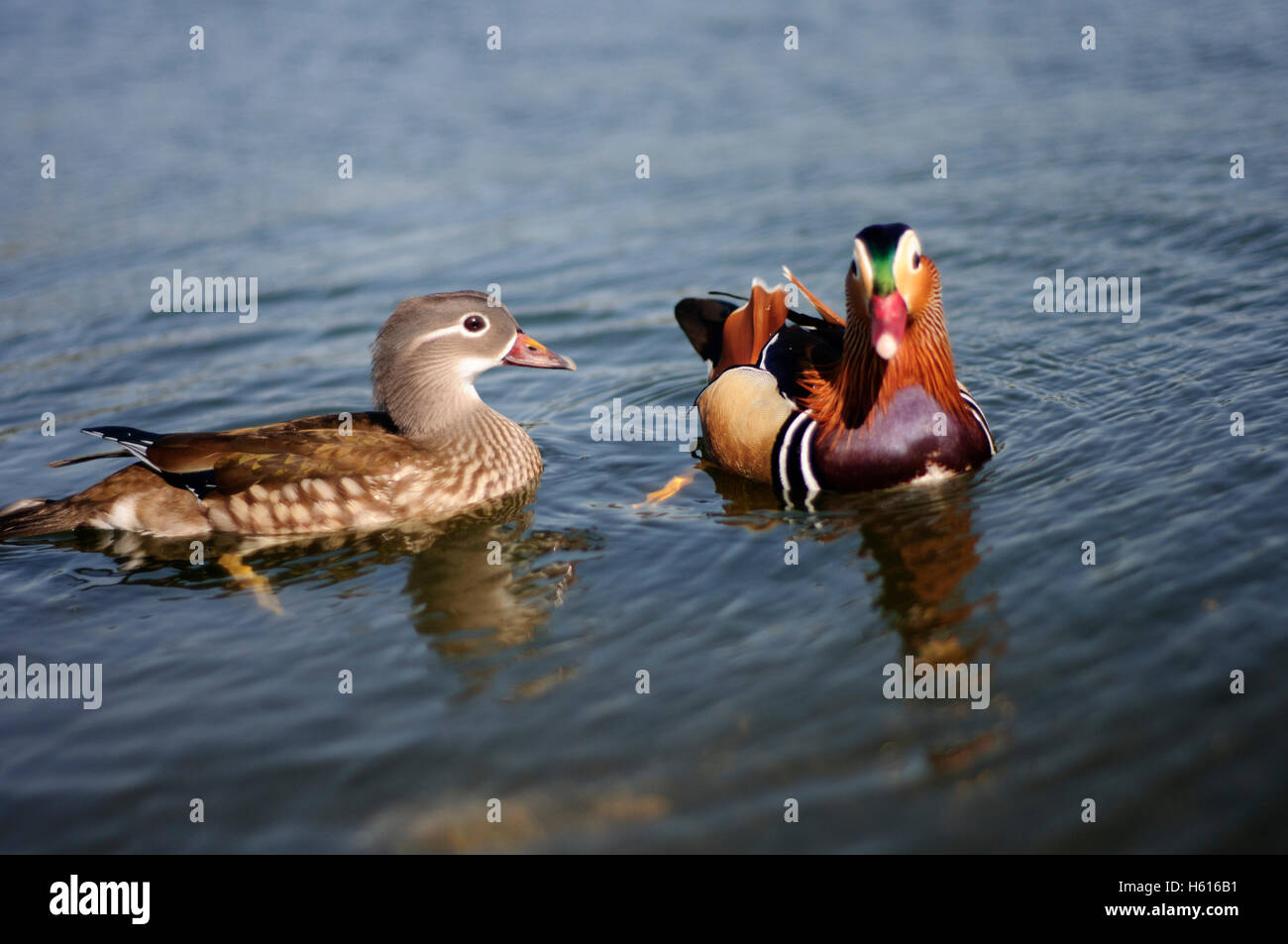 Ducks at Kensington Gardens. Stock Photo
