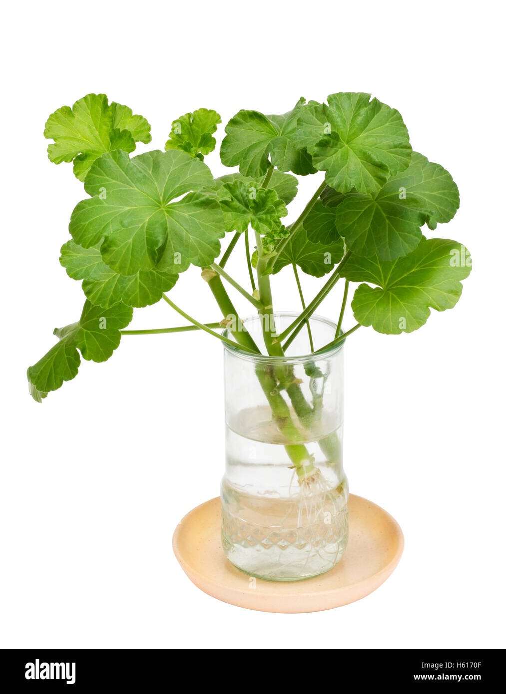 Young plant of a indoor Geranium in a in transparent glass with water ...