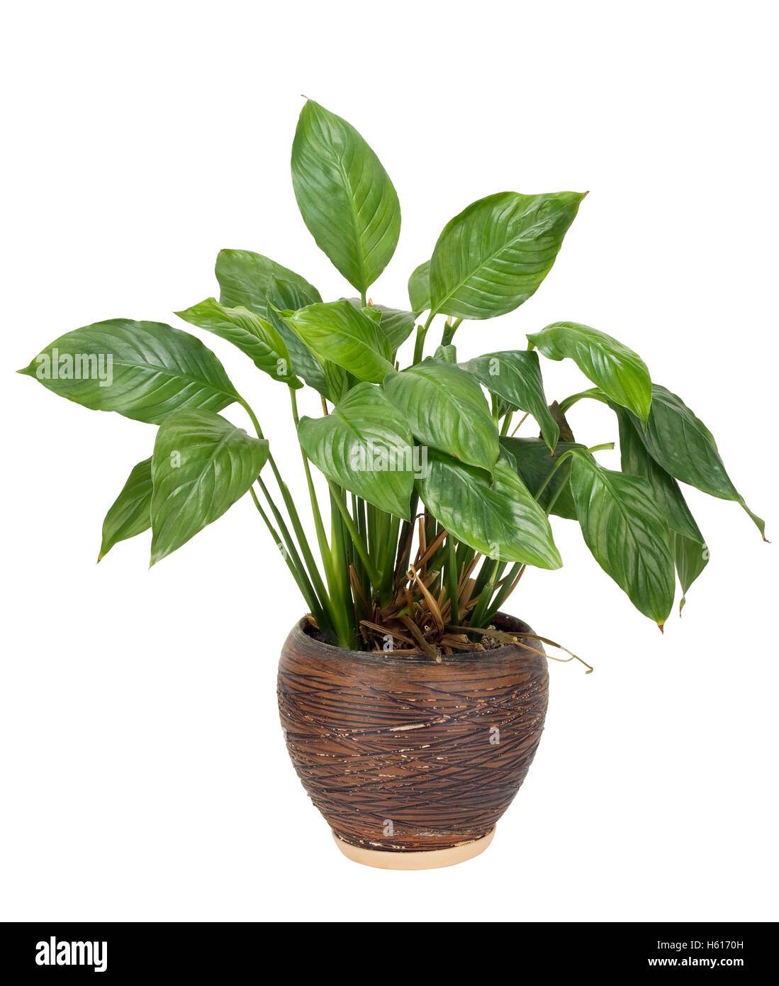 Very unpretentious simple no name green houseplant grows in a ceramic pot eternally. Isolated on white Stock Photo