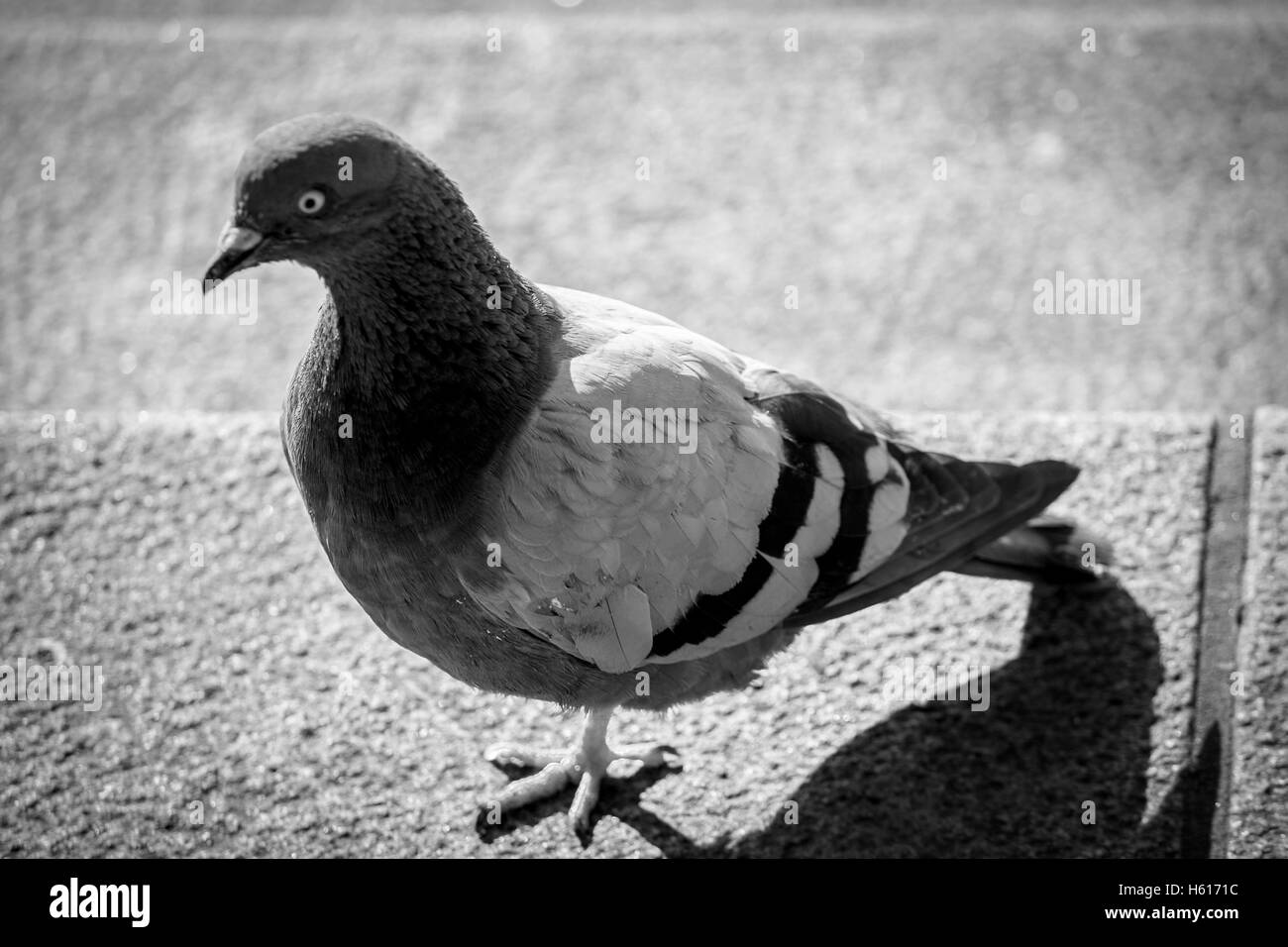 Dove bird Black and White Stock Photos & Images - Alamy