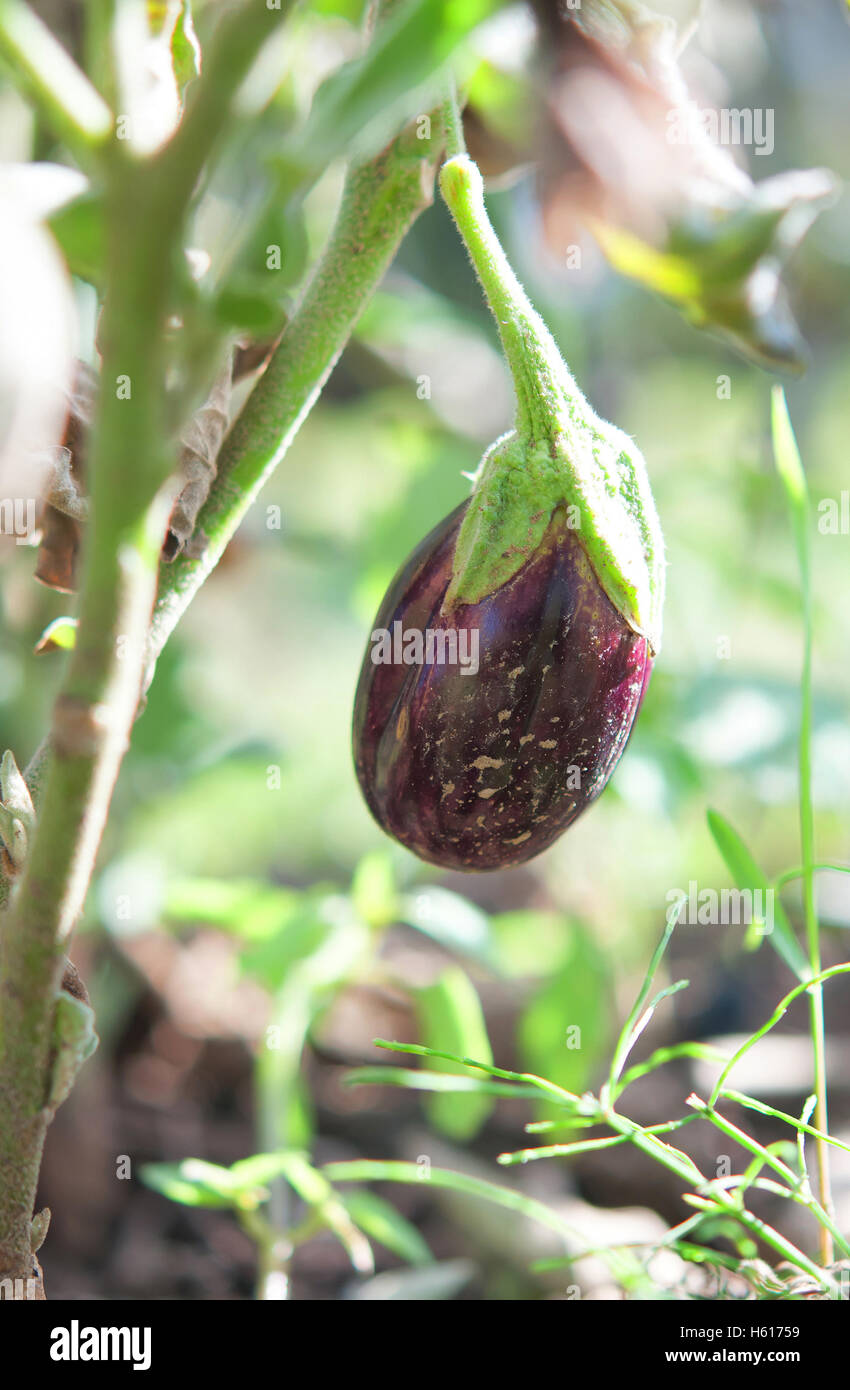 young eggplant fruit growing in the garden Stock Photo Alamy