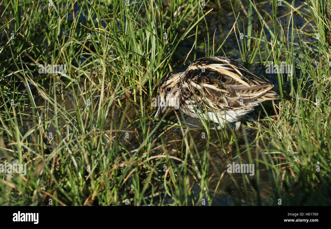 A rare Jack Snipe (Lymnocryptes minimus) feeding in the marshland. Stock Photo
