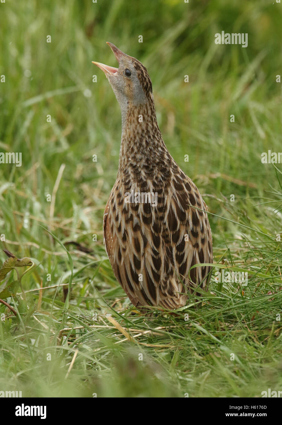 A secretive rare rasping Corncrake (Crex crex Stock Photo - Alamy