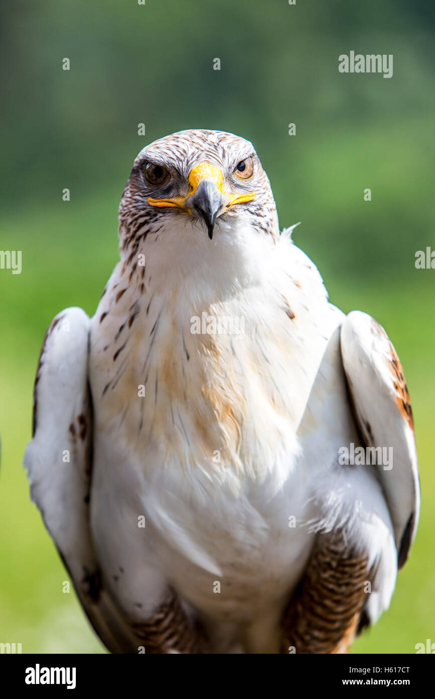 American buzzard, bird of prey, Stock Photo