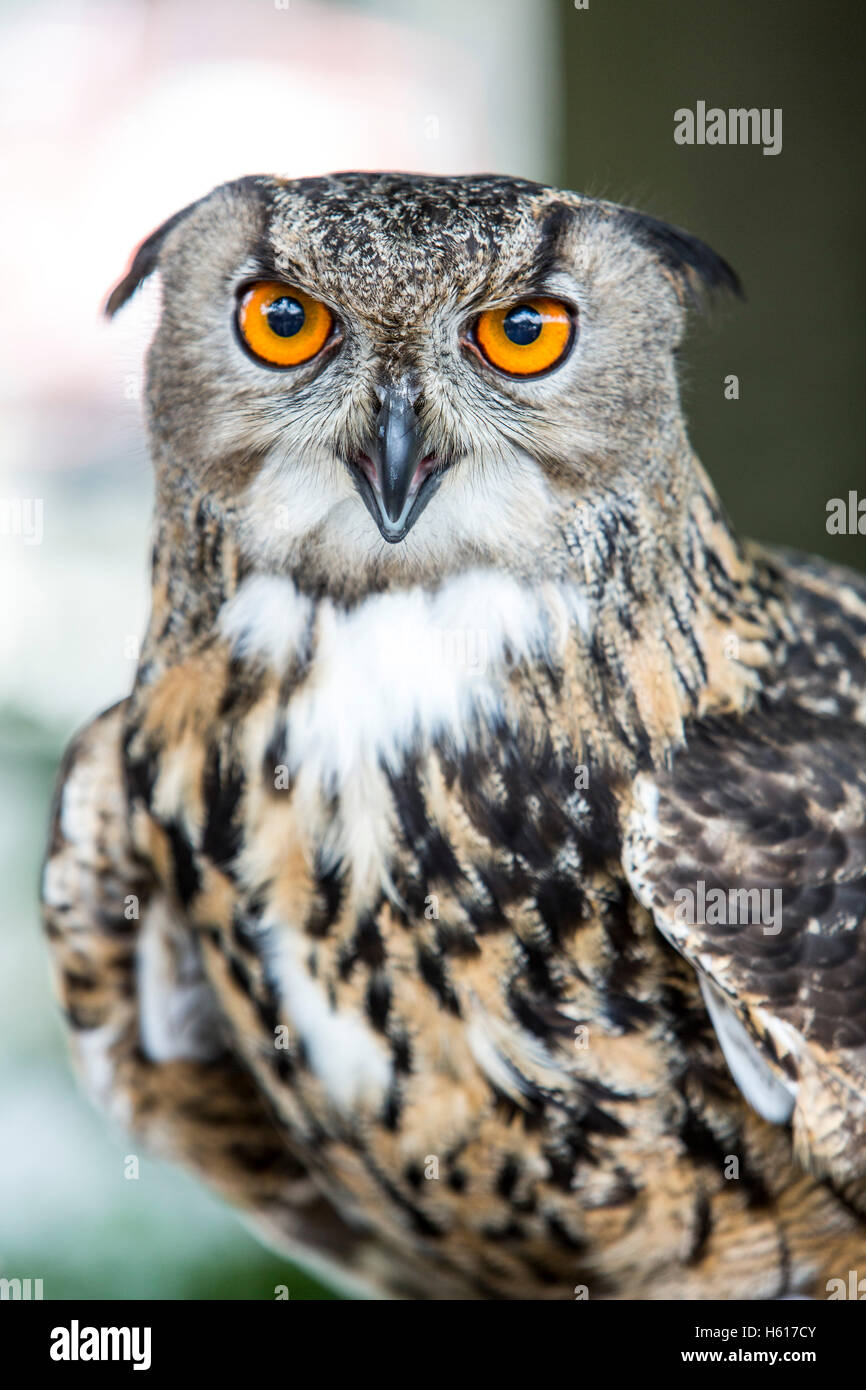 Uhu / Eagle-Owl (Bubo bubo), Zoo Kaiserslautern (Germany), …