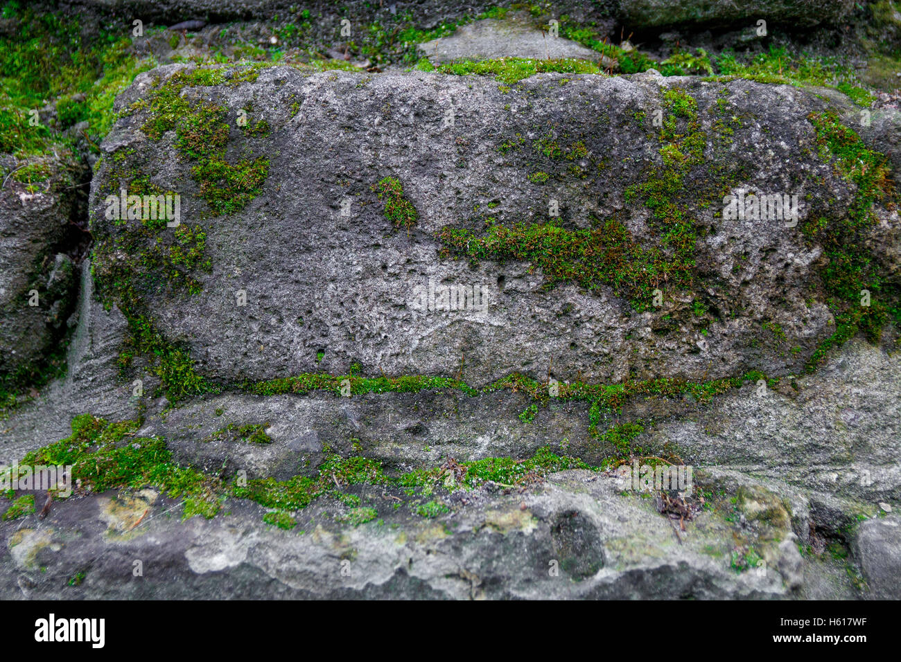 Moss and stone background. Texture of brick wall.  The old rock in the wood moss-grown. Stock Photo
