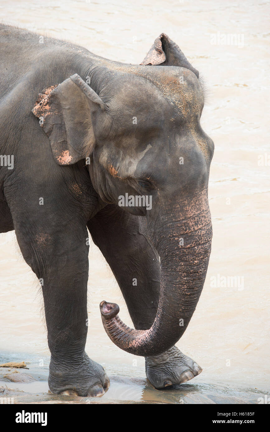 Asian elephant in the river, Pinnawala Elephant Orphanage, Sri Lanka Stock Photo