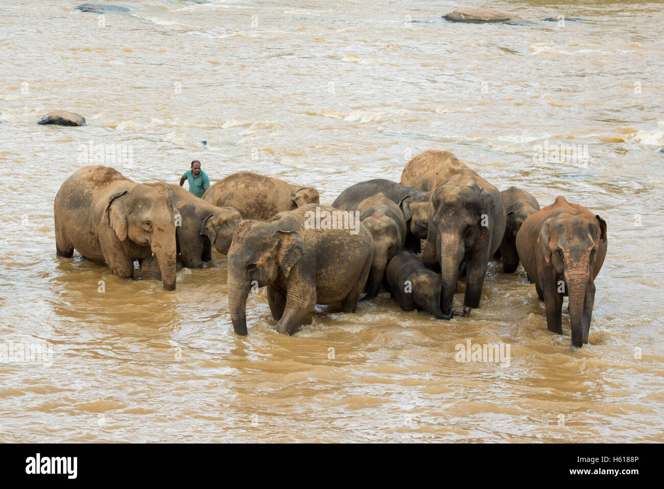 Handler with Asian elephants in the river, Pinnawala Elephant Orphanage, Sri Lanka Stock Photo