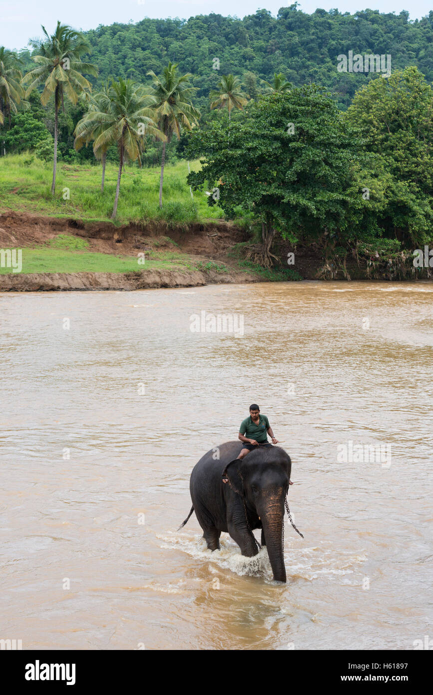 Handler riding an Asian elephants in the river, Pinnawala Elephant Orphanage, Sri Lanka Stock Photo