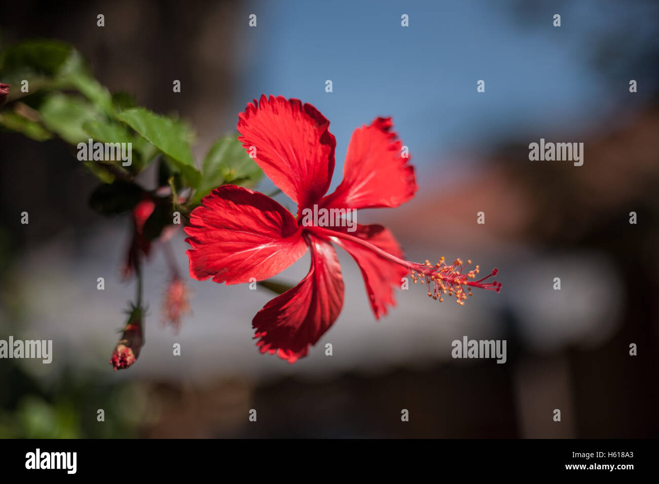Beautiful Brilliant Red Hibiscus Flower Stock Photo