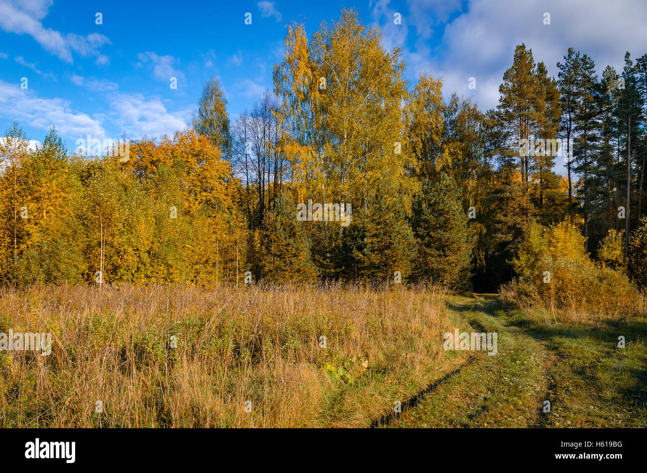 Golden autumn in the month of October in a beautiful forest Stock Photo ...