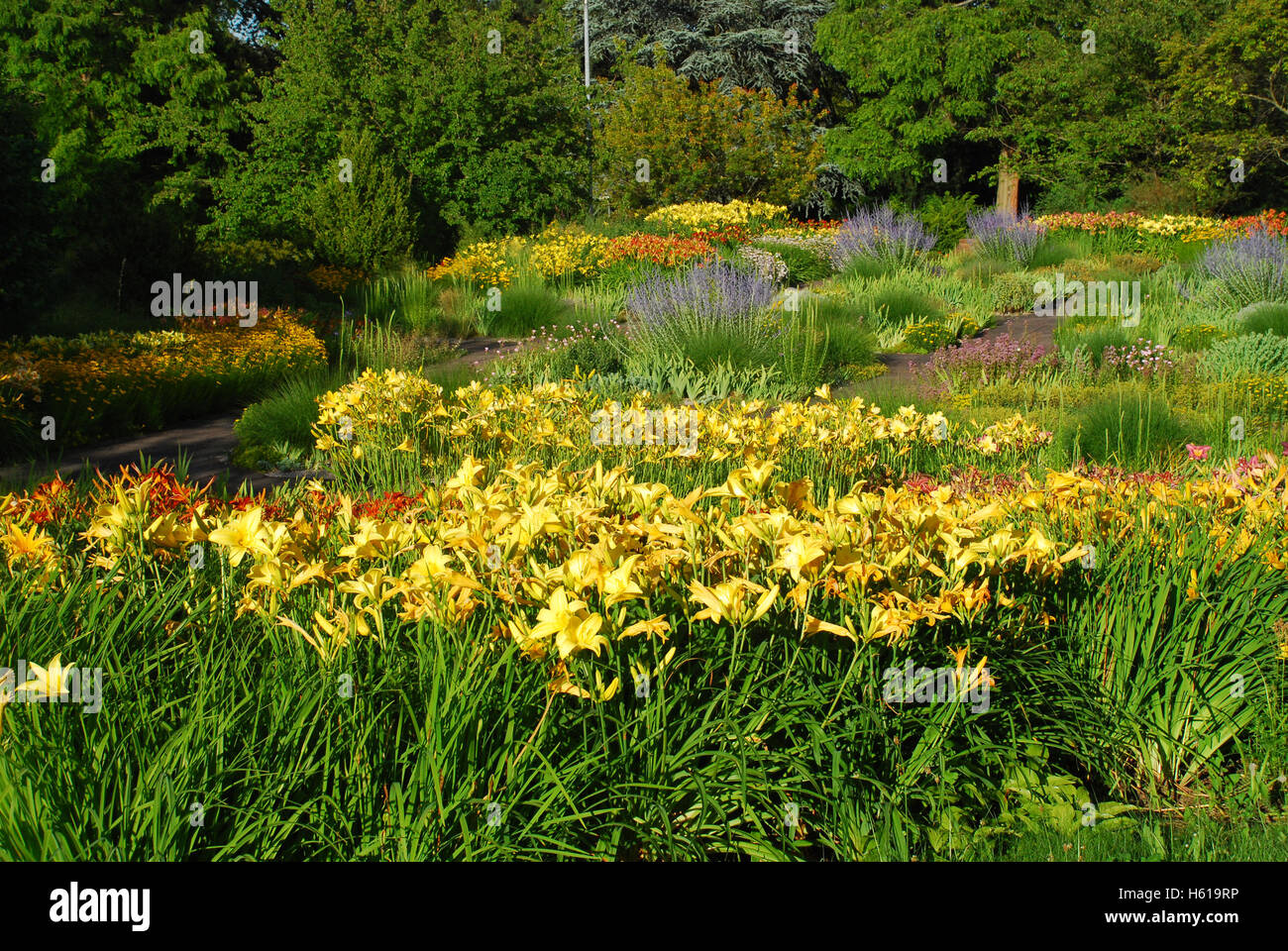 Perennial herb flower beds with daylily (Hemerocallis) Hoehenpark Killesberg Stuttgart Baden Wuerttemberg Germany Stock Photo