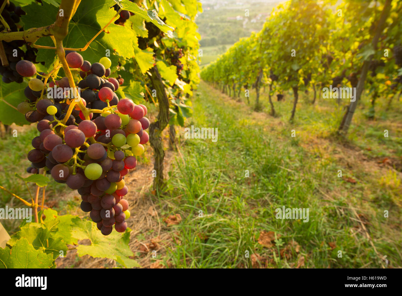 red vine grapes in a German vineyard in summer sun Stock Photo Alamy