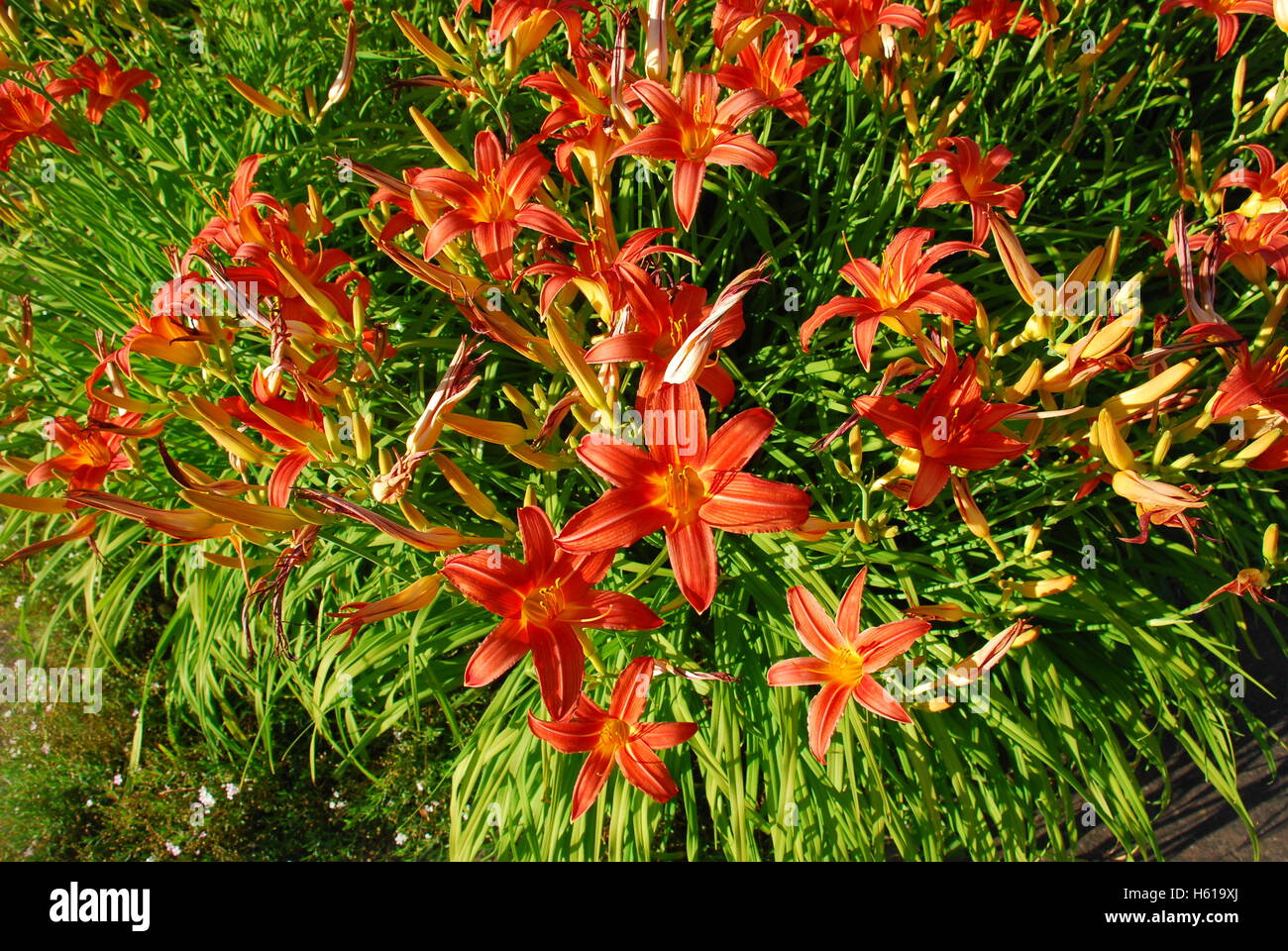 Perennial herb flower beds with daylily (Hemerocallis) Stock Photo