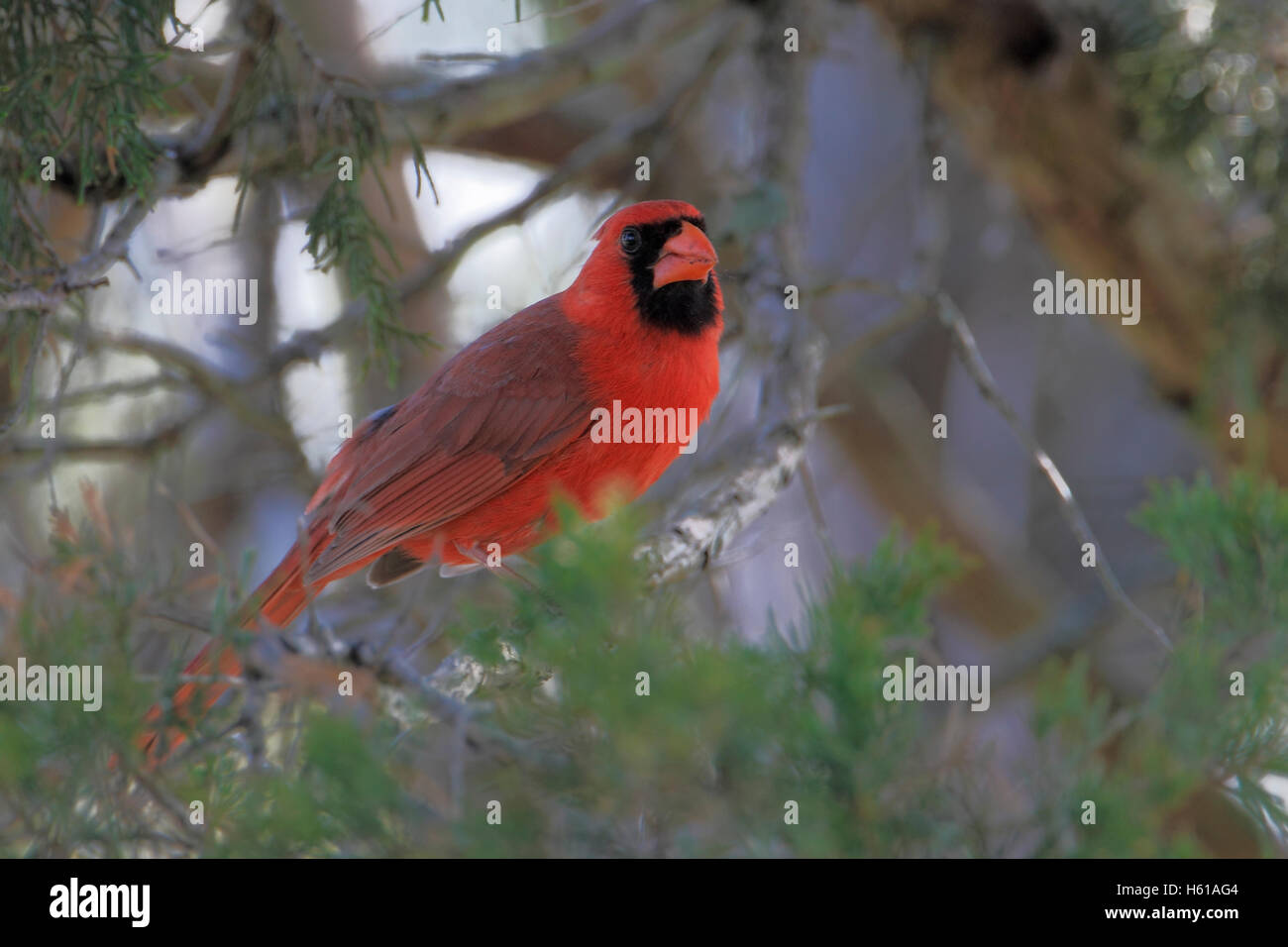 Northern cardinal (Cardinalis cardinalis) on branch, Cape May State Park, New Jersey, USA Stock Photo