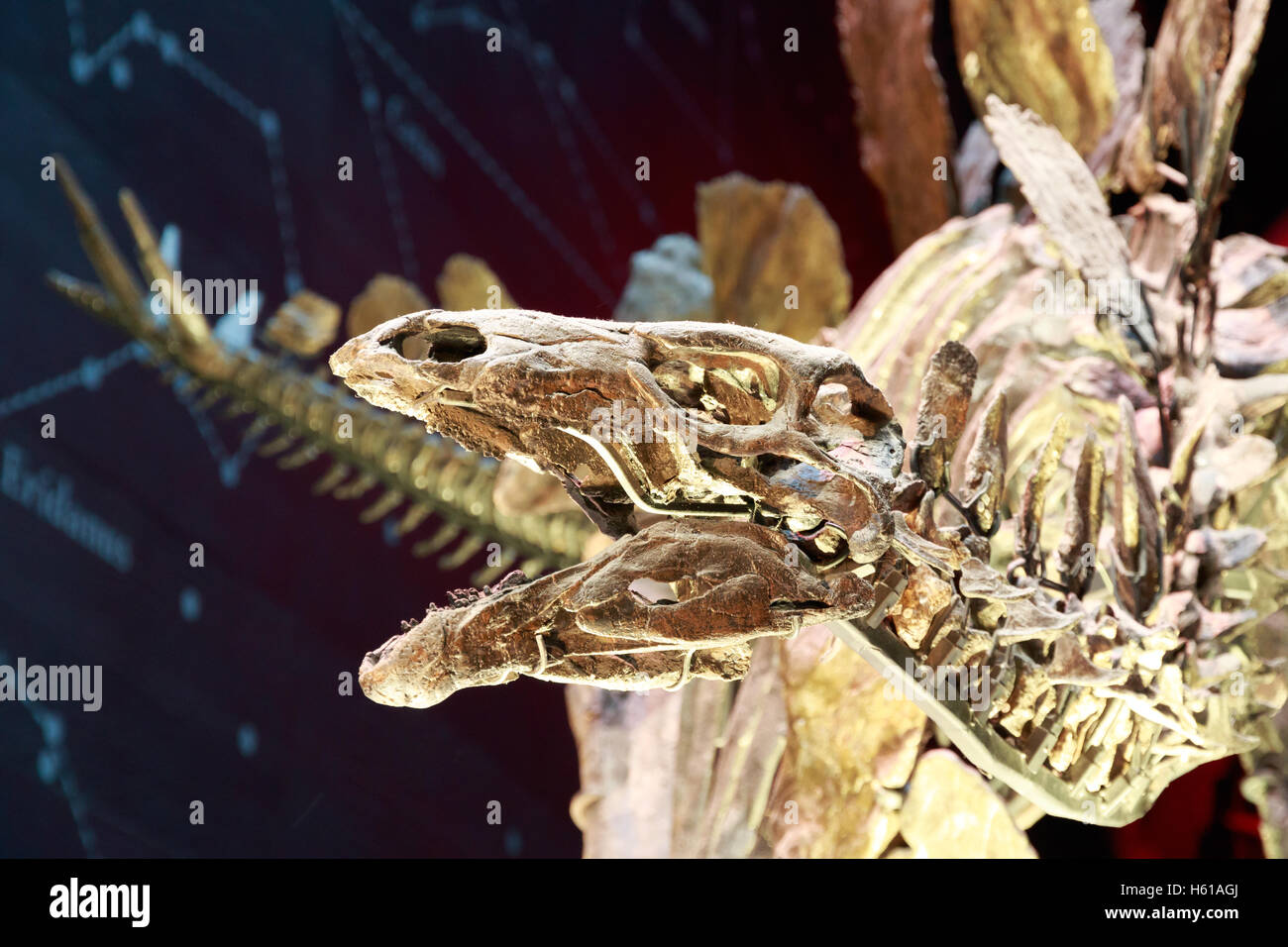 The world's most complete stegosaurus fossil skeleton, displayed in the