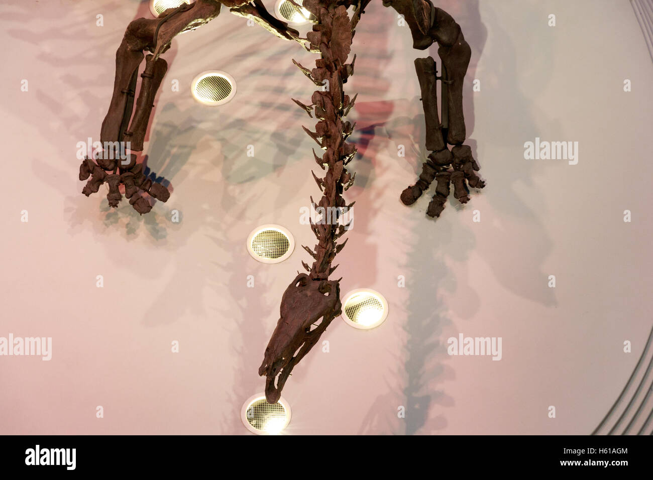 The world's most complete stegosaurus fossil skeleton, displayed in the