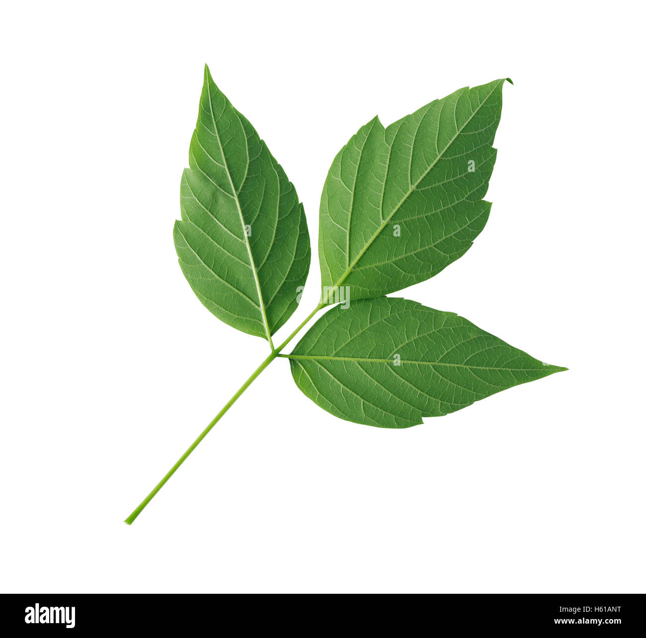 Twig with green leaves isolated on white background with clipping path ...