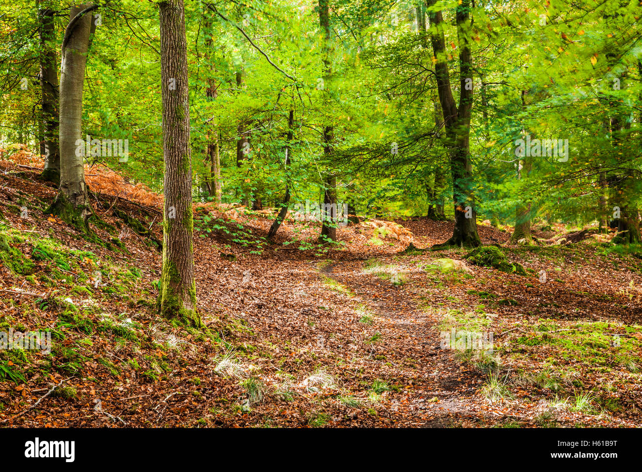 Dappled sunlight through early autumn trees in the Forest of Dean, Gloucestershire. Stock Photo