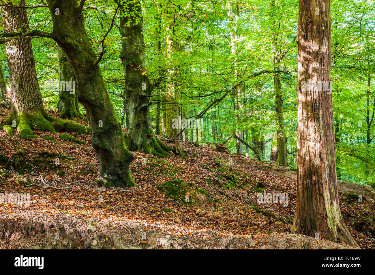 Dappled sunlight through early autumn trees in the Forest of Dean, Gloucestershire. Stock Photo