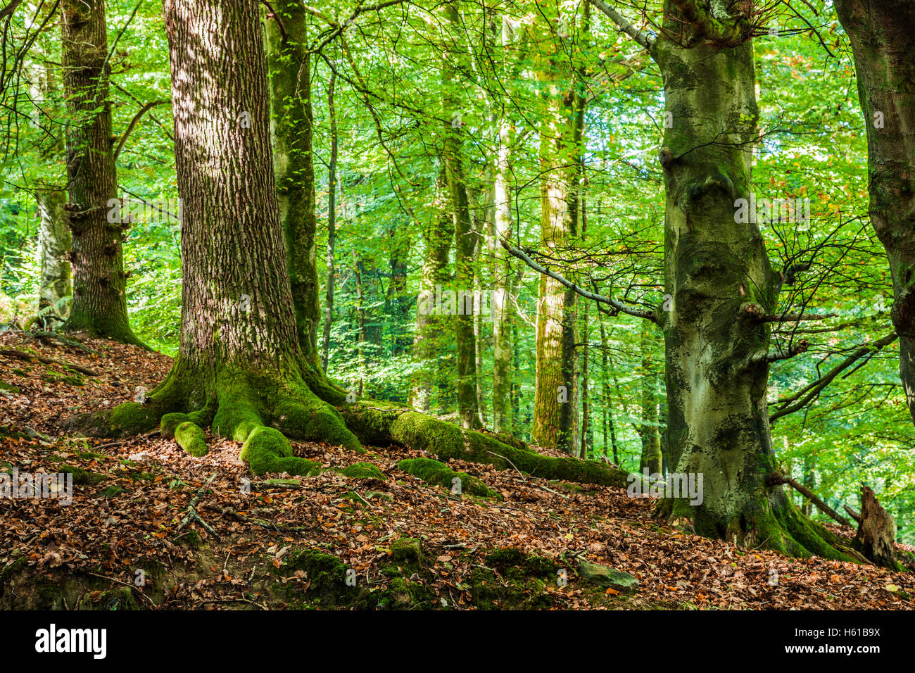 Dappled sunlight through early autumn trees in the Forest of Dean, Gloucestershire. Stock Photo