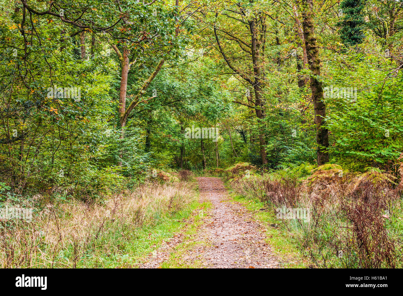 Woodland path through the Forest of Dean, Gloucestershire. Stock Photo