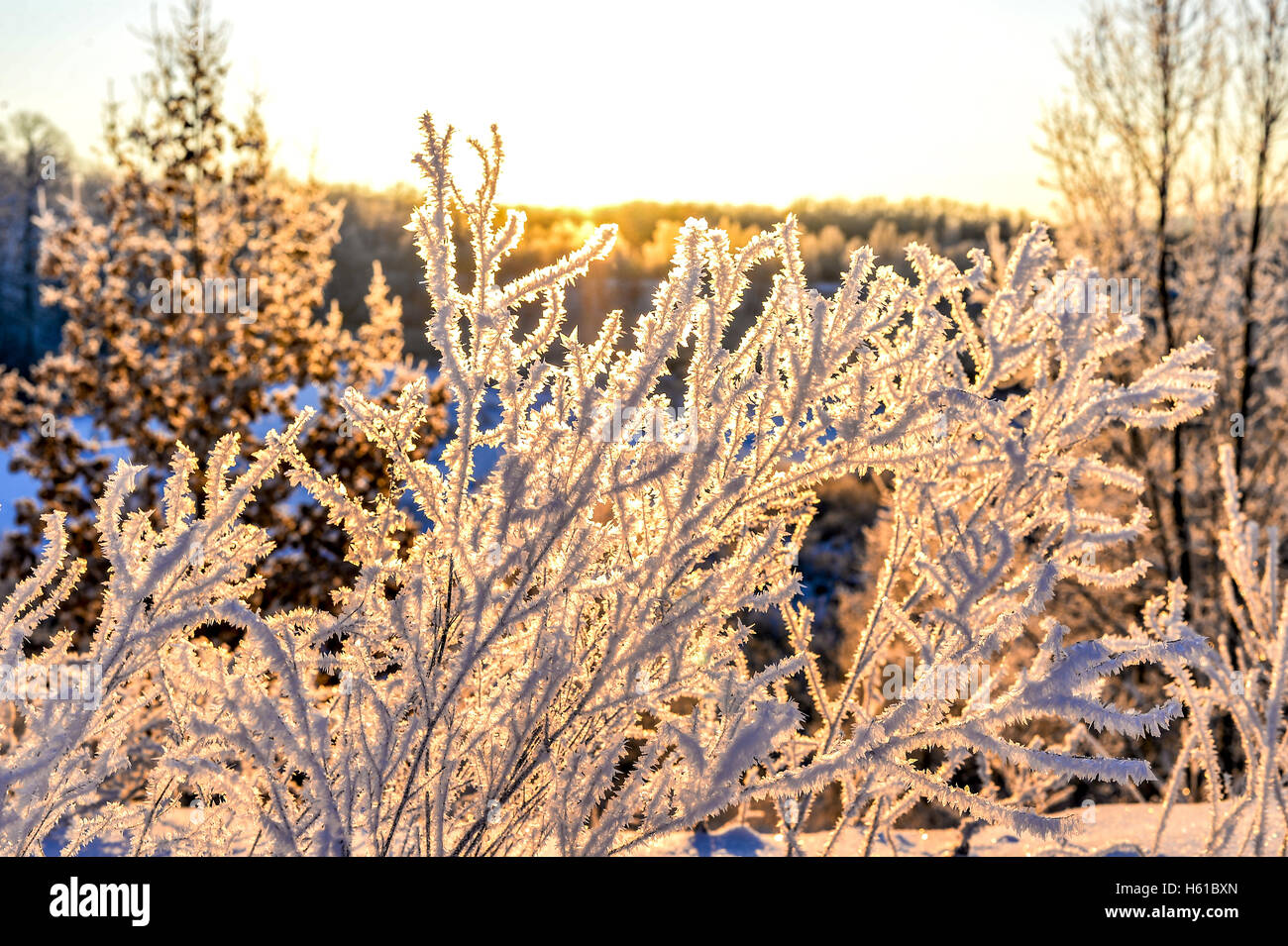 Bright winter landscape with trees in the forest at sunrise Stock Photo ...