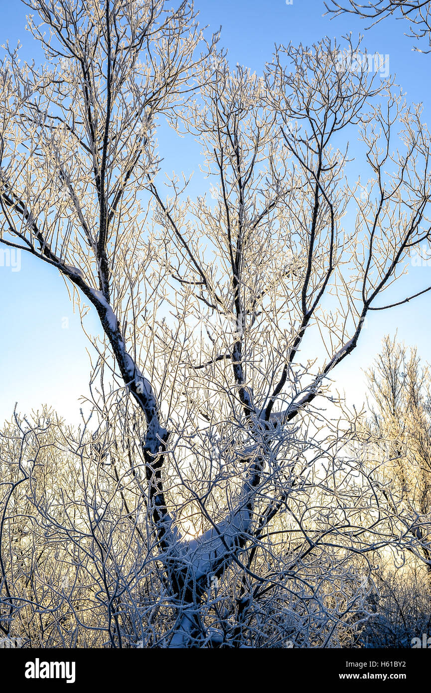 Bright winter landscape with trees in the forest at sunrise Stock Photo ...
