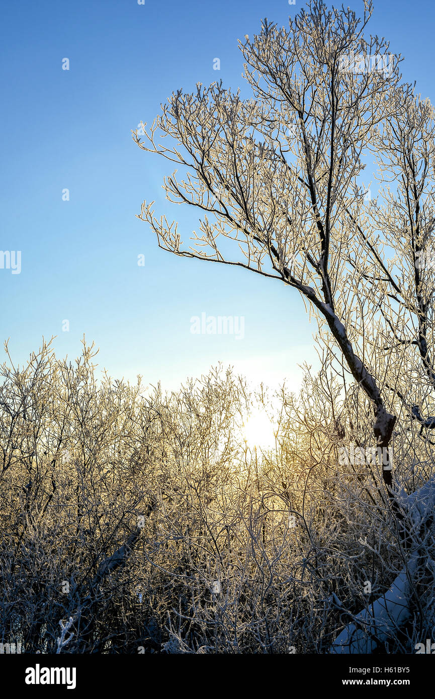 Bright winter landscape with trees in the forest at sunrise Stock Photo ...