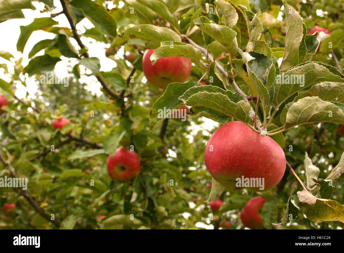 Ripe apples on the branch Stock Photo - Alamy