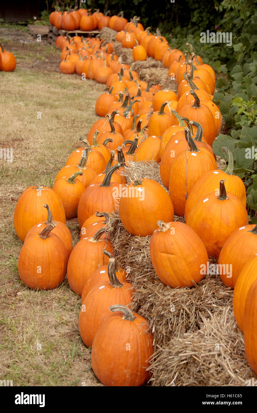 Variety of pumpkins for sale at farm Stock Photo - Alamy