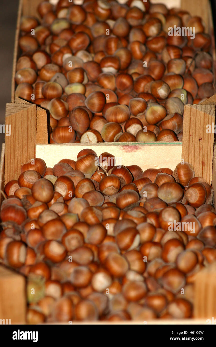 Hazelnut harvest hires stock photography and images Alamy