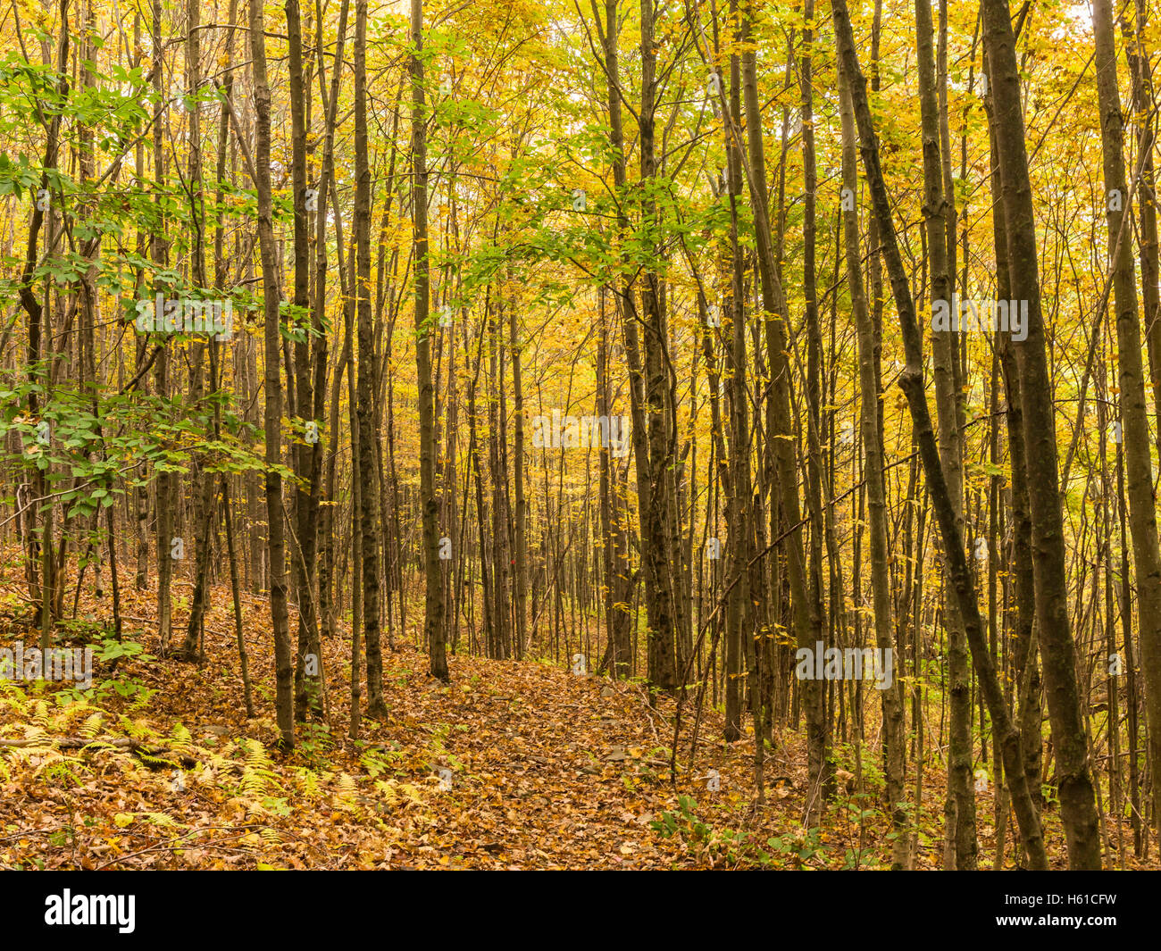 Misty Autumn morning on the Shaverton Trail in Andes in the Catskills Mountains of New York. Stock Photo