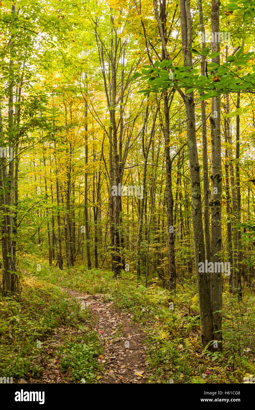 Misty Autumn morning on the Shaverton Trail in Andes in the Catskills Mountains of New York