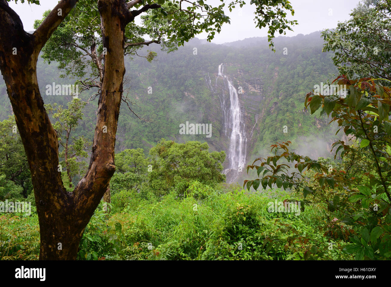 Scenic Jog falls in Karnataka India distant view from forest Stock Photo