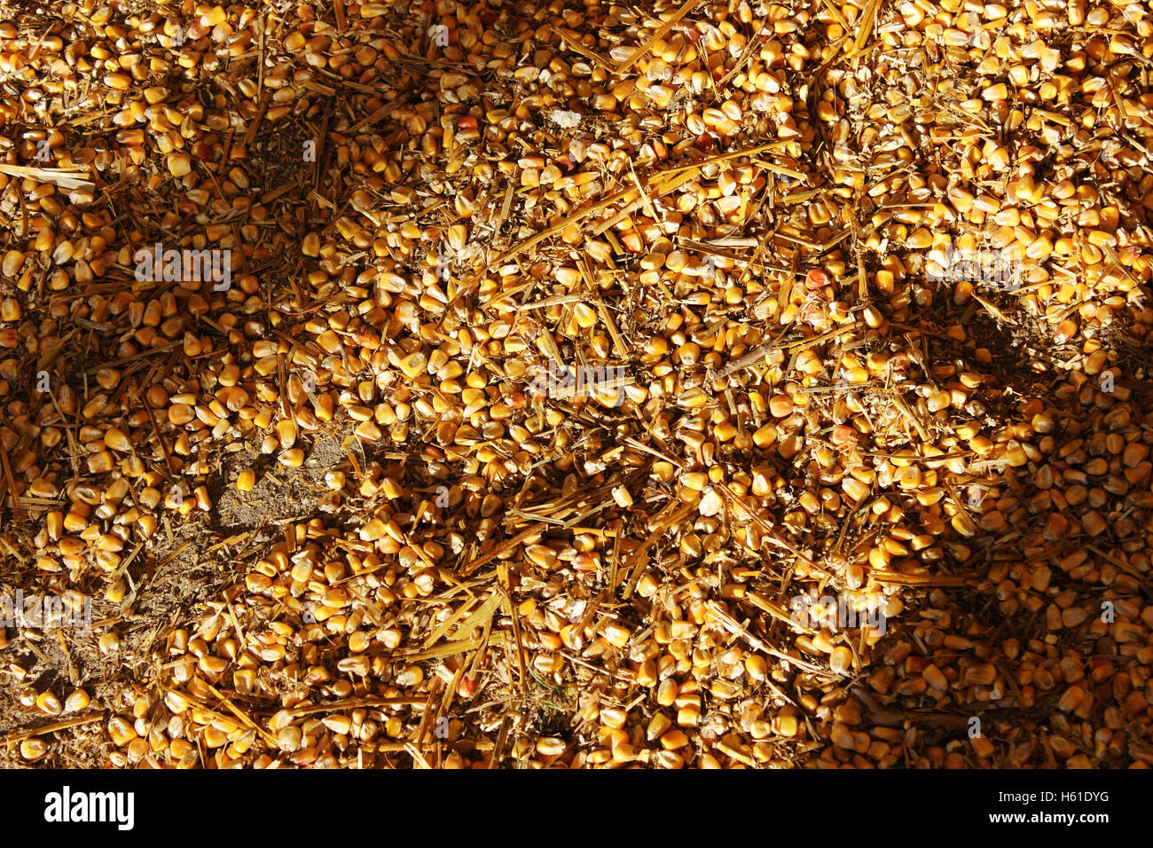 close up of grain or corn or animal feed lying on the ground Stock Photo